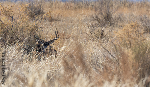 Fototapeta Naklejka Na Ścianę i Meble -  Mule Deer Buck in Colorado in Fall