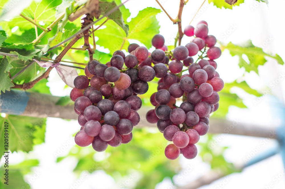 Bunches of ripe grapes (Rosada) of the vineyard in greenhouse farm