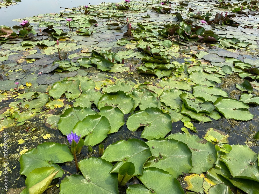 Lotus flower in the swamp in Thailand Lotus flower in the swamp in Thailand