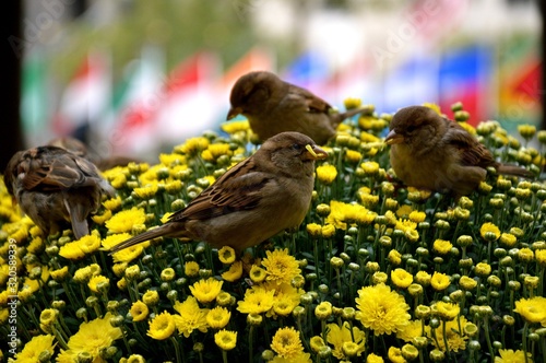 Birds in Rockefeller Center