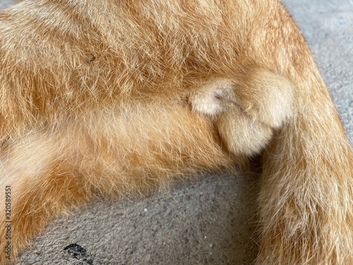 Close up testicles of the orange cat lying on the cement ground