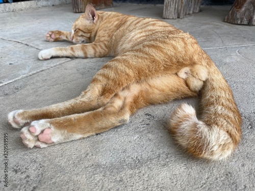 Close up testicles of the orange cat lying on the cement ground