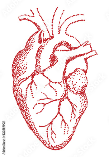 Red human heart, vector drawing
