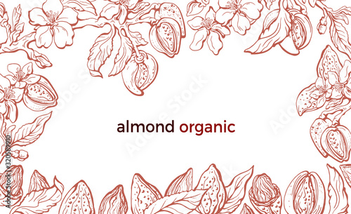 Almond. Vector frame. Realistic sketch