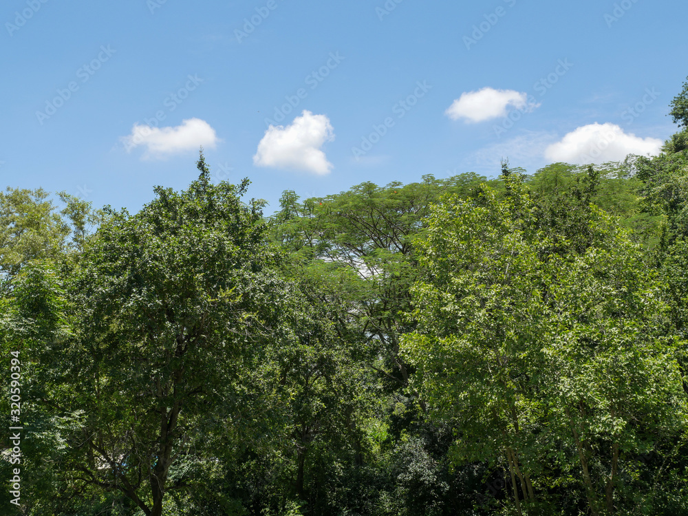 Forest in a mountain and blue sky