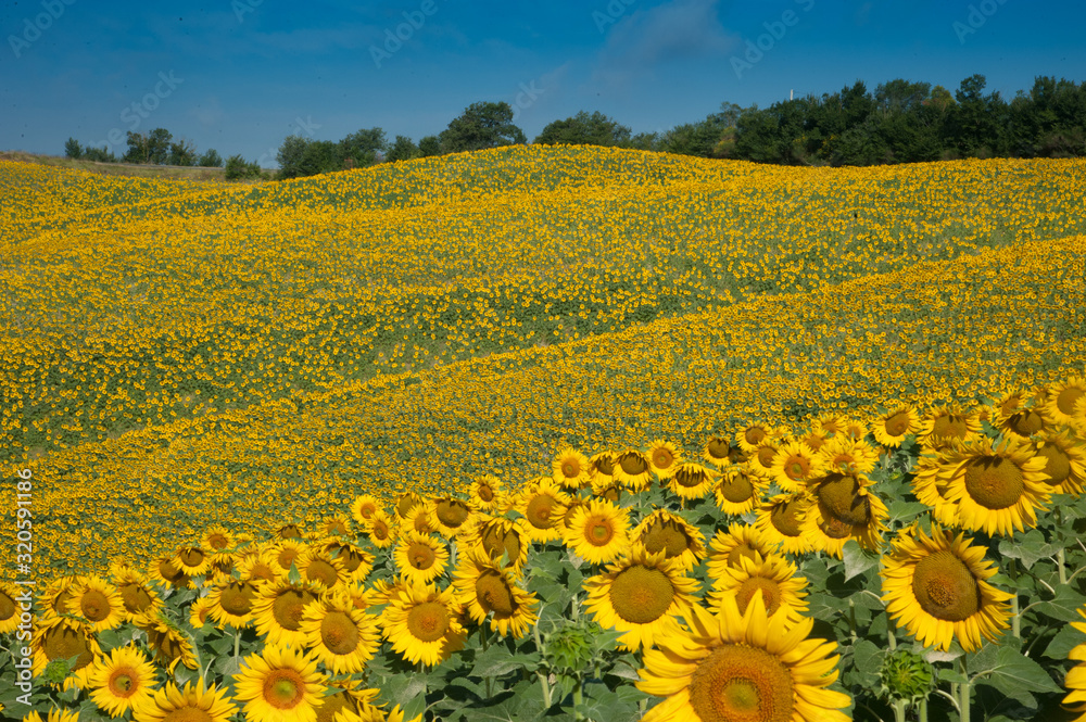 Obraz premium girasoli