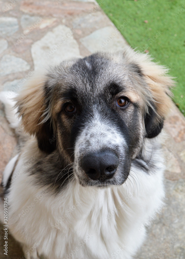 Young sheep dog, of Great Pyrenees, this is a large breed dog