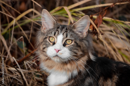 Katze Portrait Blick nach oben vor Gras © SteveMC
