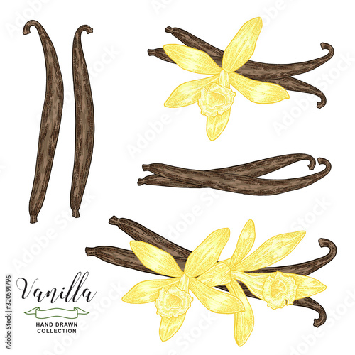 Vanilla flowers and sticks. Vanilla plant hand drawn. Vector illustration botanical. Colorful engraving style.