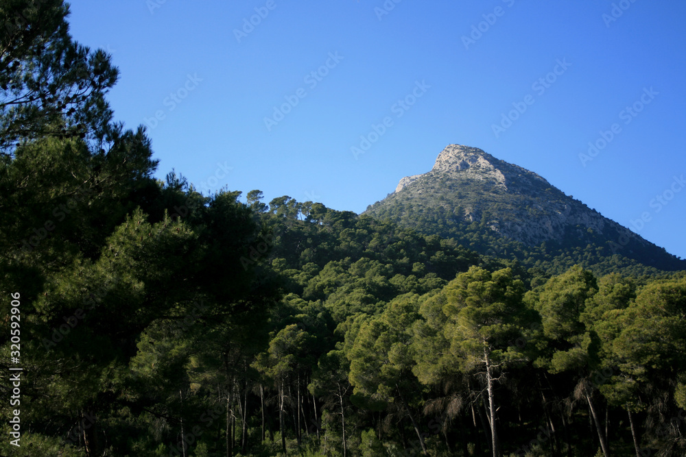 BOSQUES Y MONTAÑAS