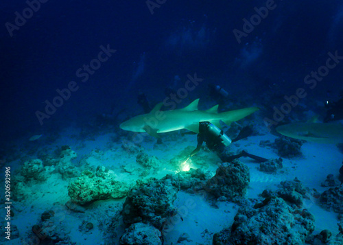 Requin aux Maldives © StormTrooper