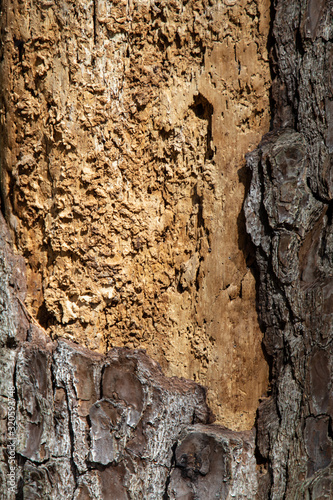 Abstract cross section of pine tree missing bark showing interior wood