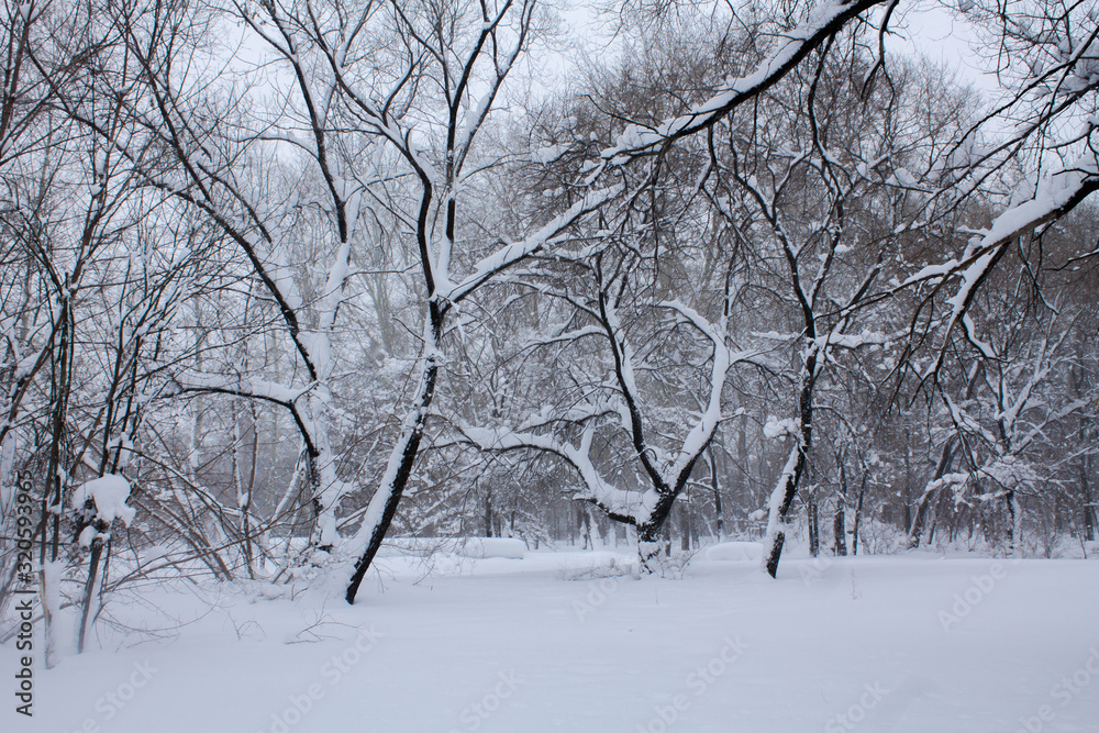 Trees in the snow. Falling white snow in the park on the trees.
