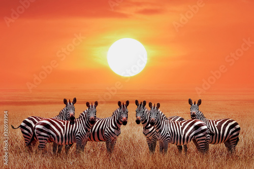 Group of zebras in the African savanna against the beautiful sunset. Serengeti National Park. Tanzania. Wild life of Africa.