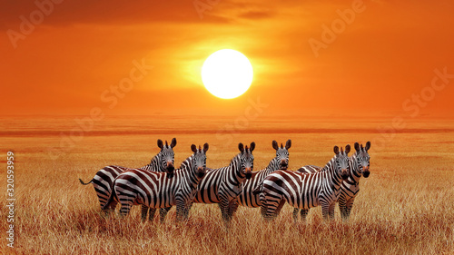 Grupa zebry w afrykańskiej sawannie przeciw pięknemu zmierzchowi. Park Narodowy Serengeti. Tanzania. Afryka.