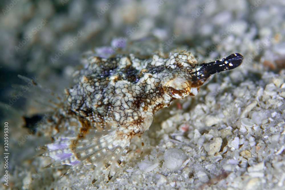 A Dragon sea moth (Eurypegasus draconis) uses modified pelvic fins to walk across the sandy bottom, Philippine. A Dragon sea moth (Eurypegasus draconis) uses modified pelvic fins to walk across the sandy bottom, Philippine.