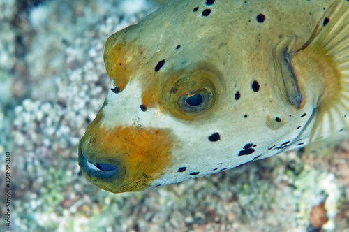 Masked pufferfish (Arothron diadematus) head-on portrait, swimming over coral reef. Close-up macro. Philippines.