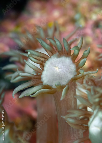 Tentacles of soft coral close-up. Philippines. photo