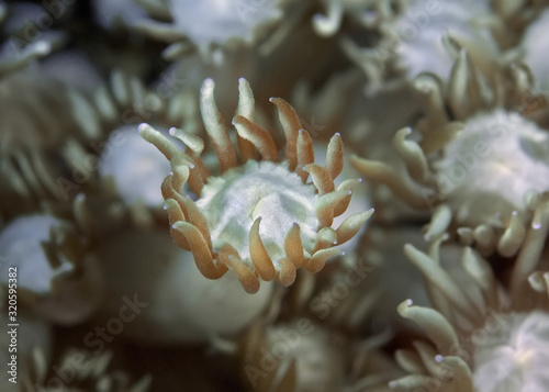 Tentacles of soft coral close-up. Philippines. photo