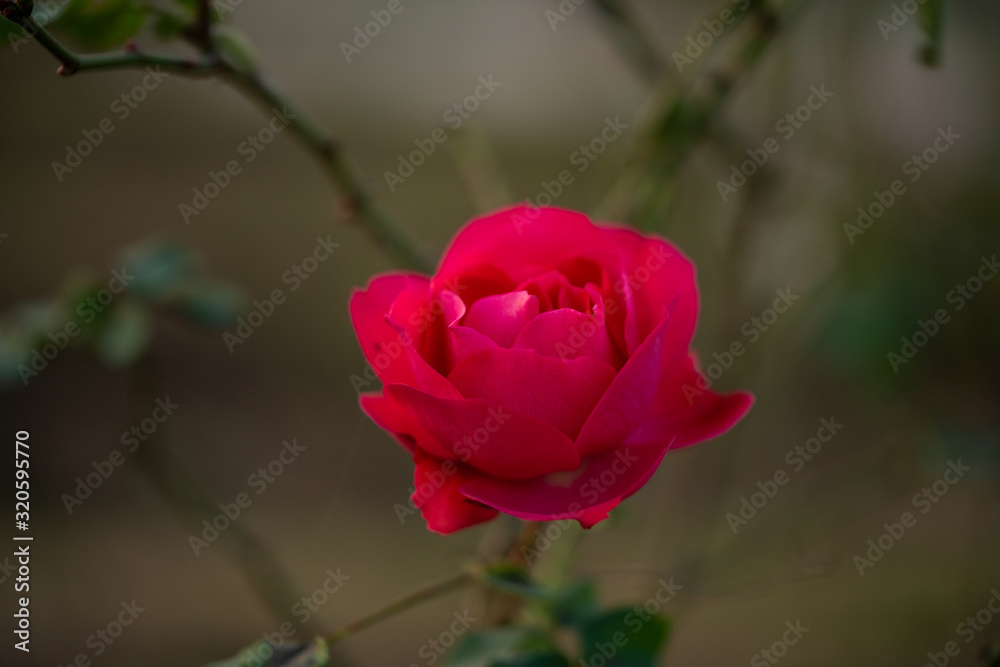 Colorful, beautiful, delicate red rose in the garden, Beautiful red roses garden in Islamabad city, Pakistan. Colorful, beautiful, delicate red rose in the garden, Beautiful red roses garden in Islamabad city, Pakistan.