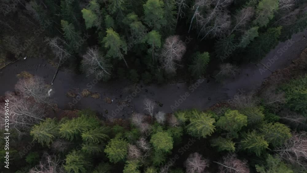 Aerial view on wild forest river surrounded with pine trees, national park. Aerial view on wild forest river surrounded with pine trees, national park.