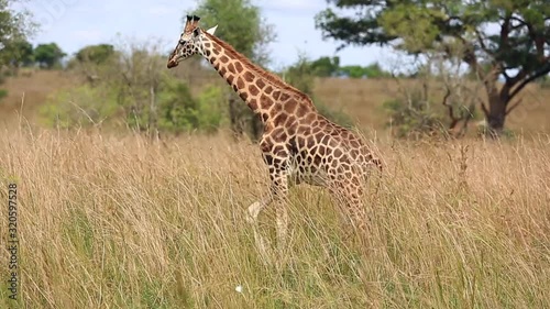 A beautiful giraffe walks in the African Savannah against the blue sky and and yellow tall grass