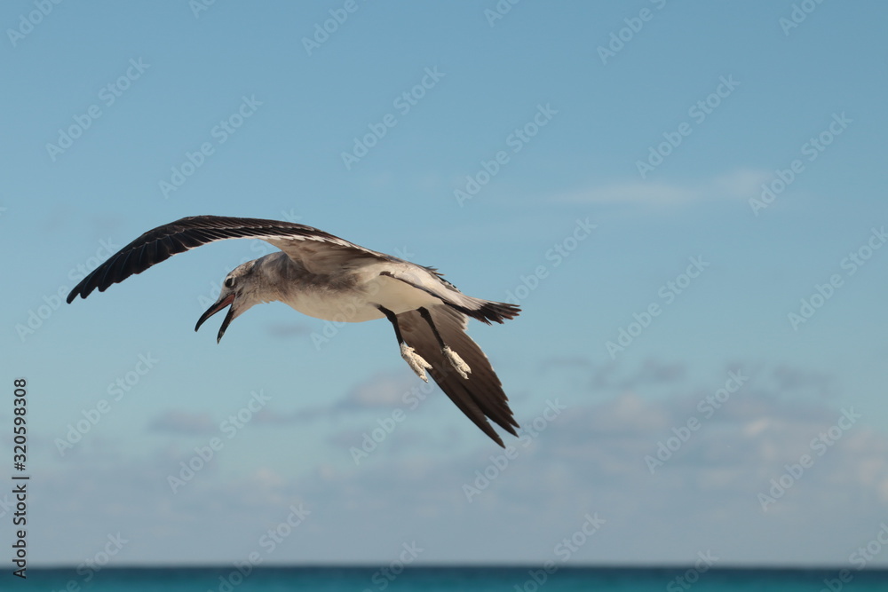gaviota volando sobre el oceano cancun caribe