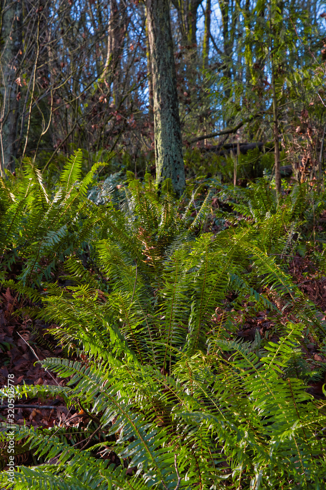 2020-02-02 WESTERN SWORN FERNS ON MERCER ISLAND 2020-02-02 WESTERN SWORN FERNS ON MERCER ISLAND