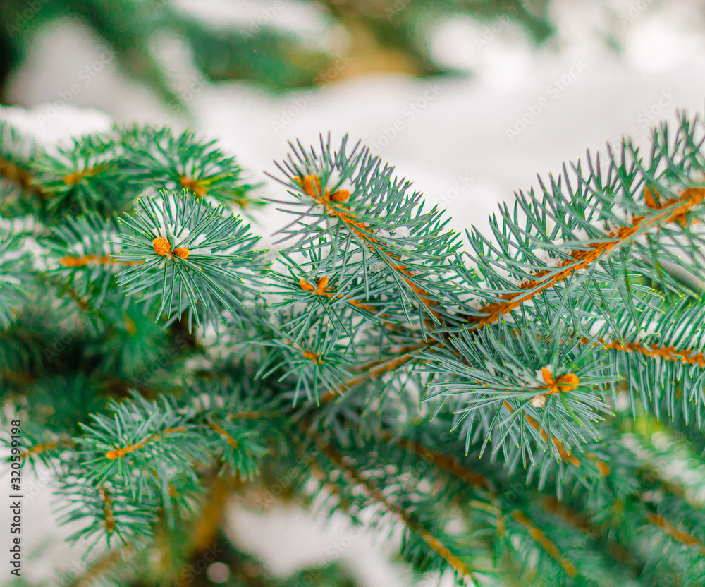 Twigs of young pine in winter under the snow.