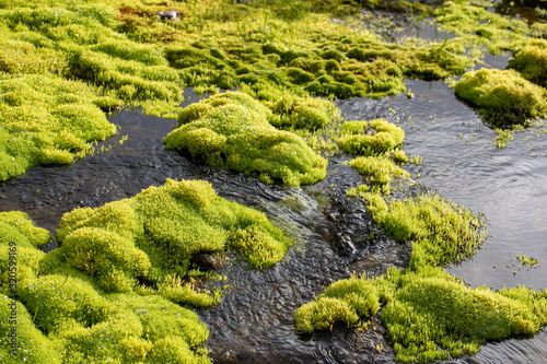 Green moss and mountain stream. Eco friendly natural background © Sergei Malkov