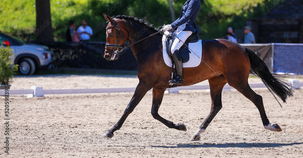 Obraz premium Dressage horse with rider trotting on a tournament photographed from the left..
