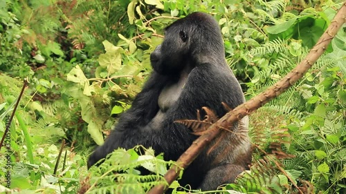 silverback looks carefully scratching and walks away