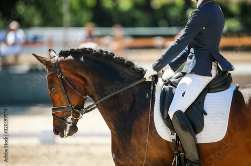 Horse dressage with rider in close-up of the head on the vertical with the reins on..