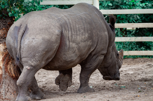 Big black rhino in nature close-up
