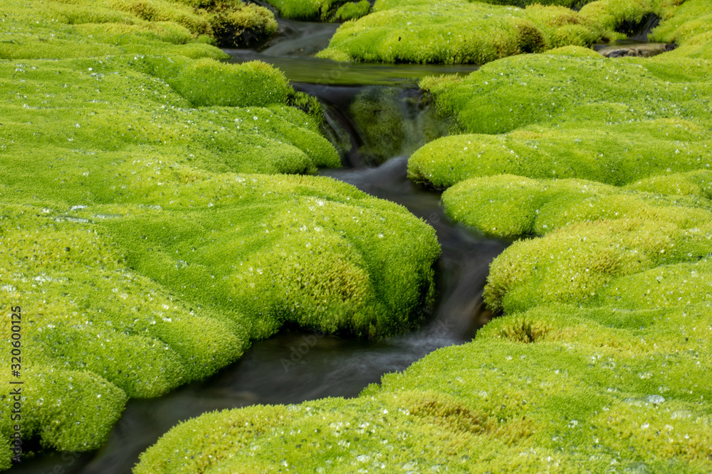 Green moss and mountain stream. Eco friendly natural background
