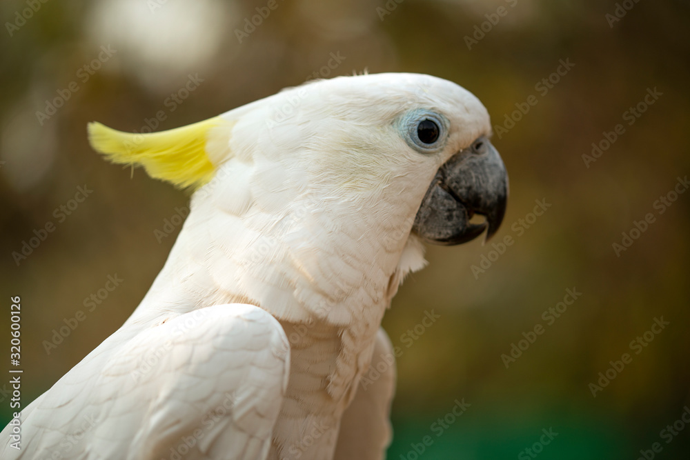 Portrait of cockatoo parrot, Yellow-crested cockatoo white parrot head close-up Portrait of cockatoo parrot, Yellow-crested cockatoo white parrot head close-up
