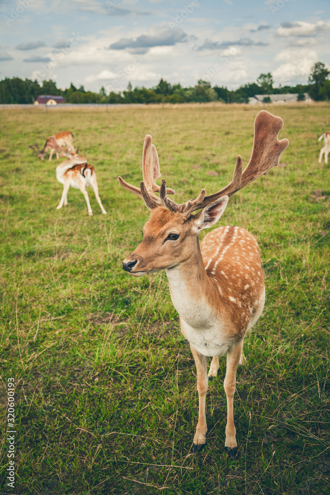 close-up fallow deer with big horns close-up fallow deer with big horns