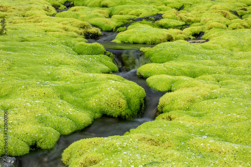 Green moss and mountain stream. Eco friendly natural background