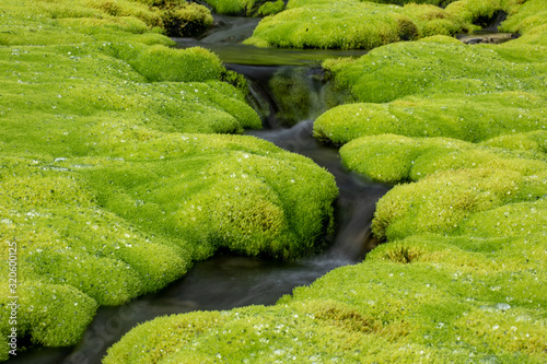 Green moss and mountain stream. Eco friendly natural background