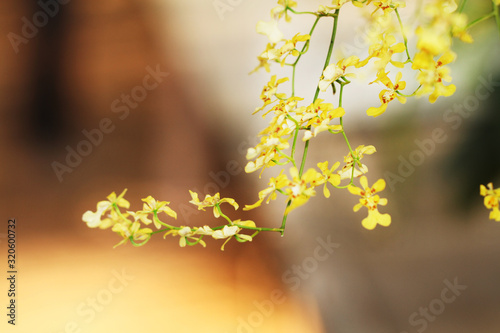 Yellow doll orchid on bokeh background