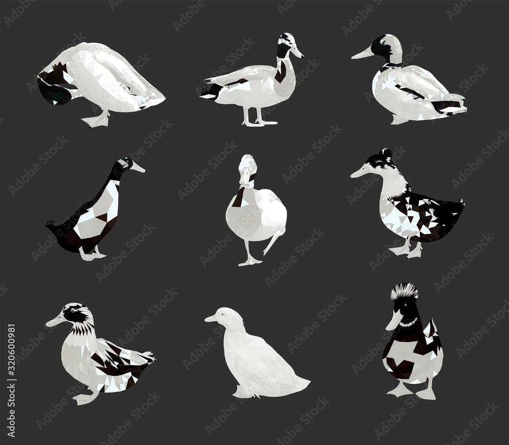 Low poly triangular mallard duck set monochrome colors, different poses on dark grey background, vector illustration isolated. Polygonal style trendy modern logo design. Low poly triangular mallard duck set monochrome colors, different poses on dark grey background, vector illustration isolated. Polygonal style trendy modern logo design.