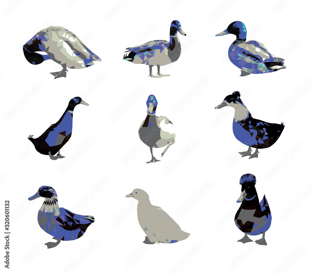 Obraz premium Low poly triangular mallard duck set in blue and white colors, different poses on white background, vector illustration isolated. Polygonal style trendy modern logo design.