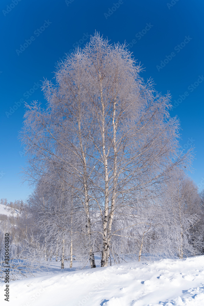 winter landscape with trees and blue sky winter landscape with trees and blue sky