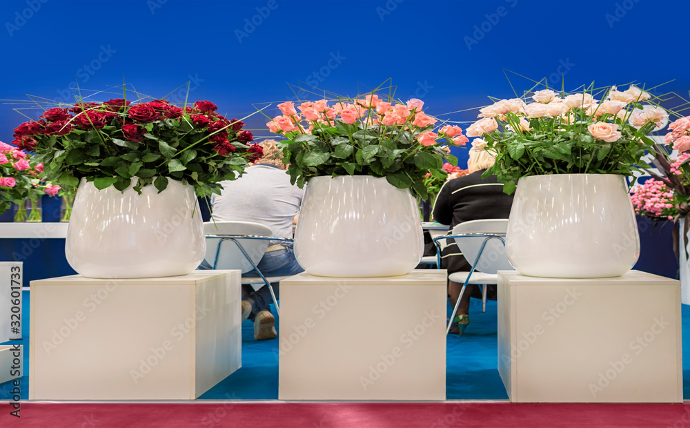 Many beautiful roses stand in three large white vases Many beautiful roses stand in three large white vases