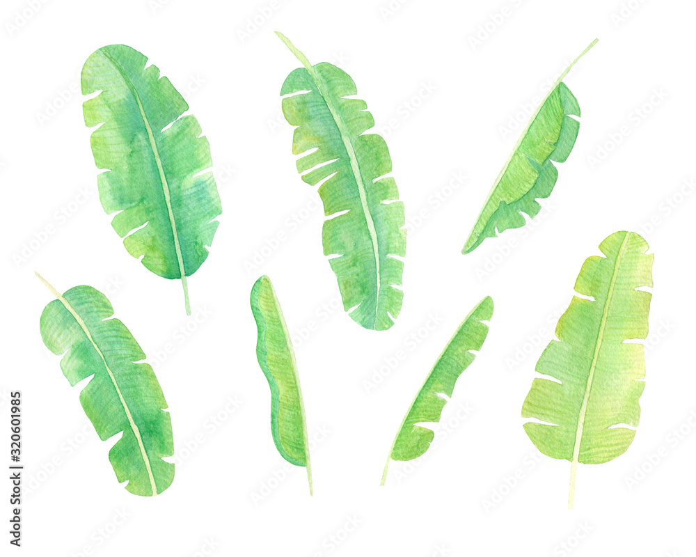 Watercolor hand drawn tropical leaves isolated on white background. Green banana leaves set. Tropical foliage collection perfect for spring, summer design greeting cards. Watercolor hand drawn tropical leaves isolated on white background. Green banana leaves set. Tropical foliage collection perfect for spring, summer design greeting cards.