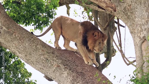 A large African lion licks and coming down from the tree