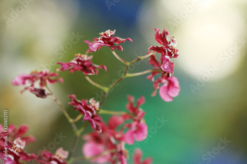 Purple doll orchid on bokeh background.