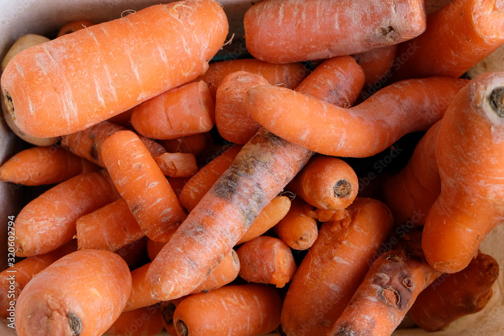 White bucket of spoiled orange carrots for animal food. Top view. White bucket of spoiled orange carrots for animal food. Top view.