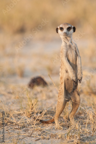 meerkat standing