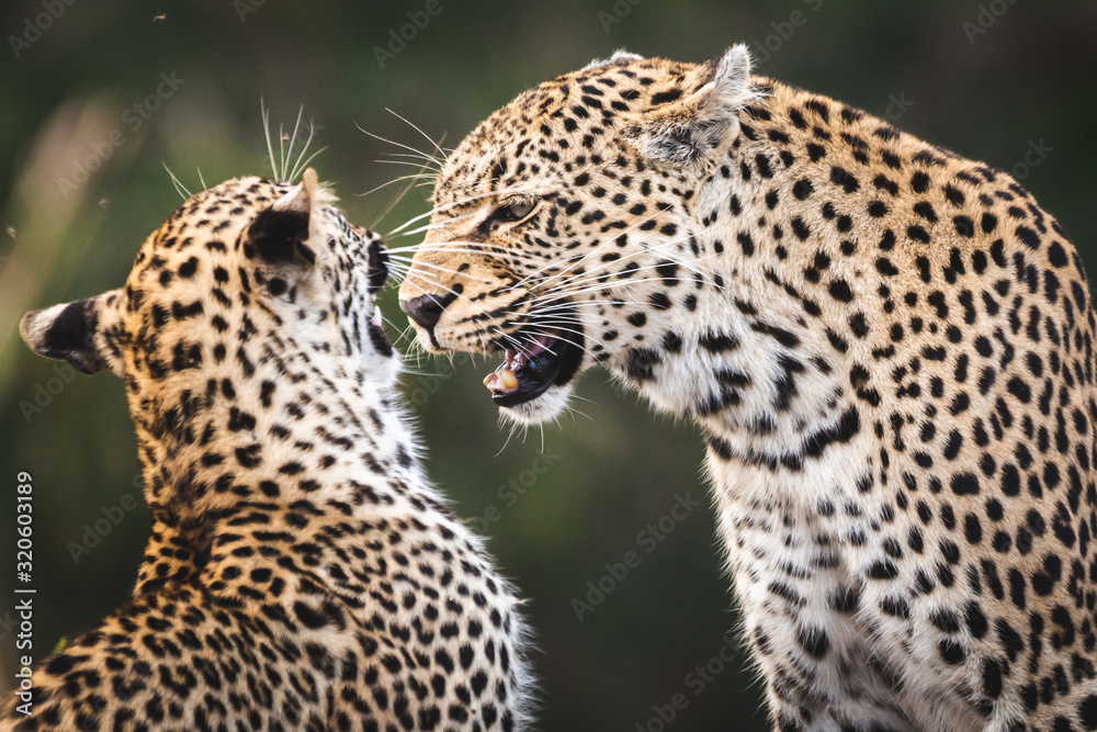 Obraz premium matka lamparta i młode